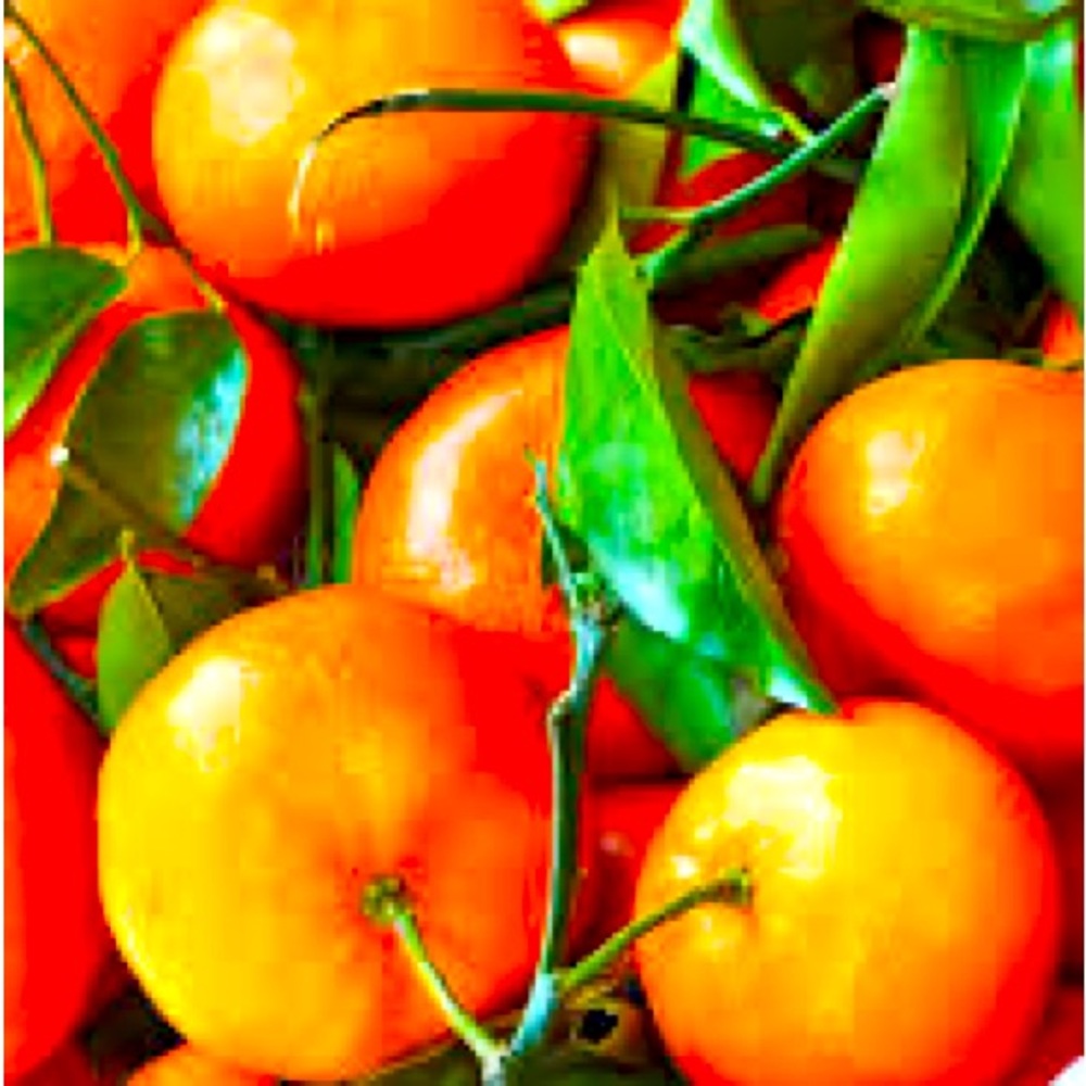 Meet your Posher Clementine